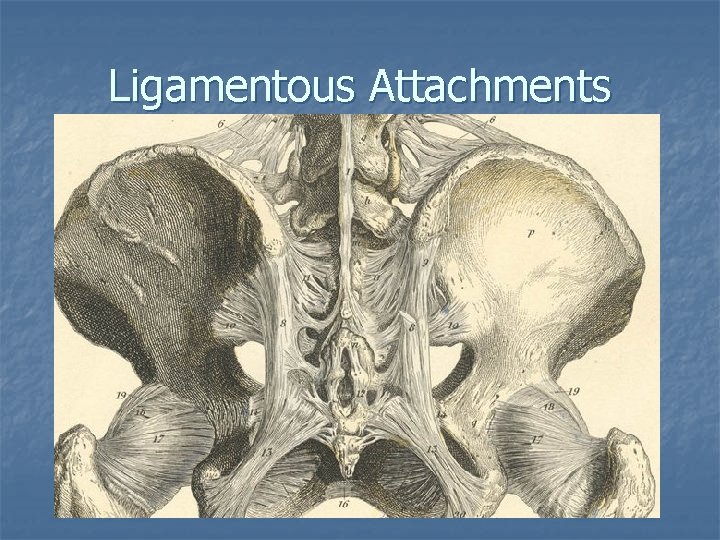 Ligamentous Attachments 