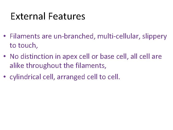External Features • Filaments are un-branched, multi-cellular, slippery to touch, • No distinction in