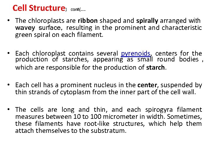 Cell Structure) cont(. . • The chloroplasts are ribbon shaped and spirally arranged with