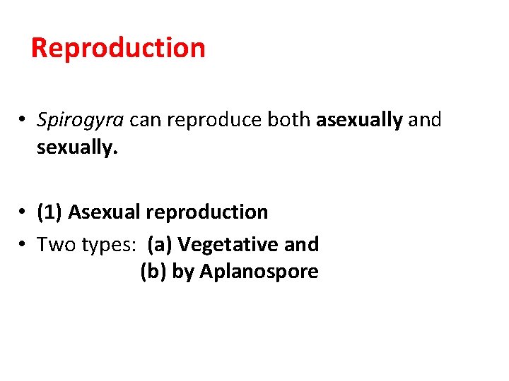 Reproduction • Spirogyra can reproduce both asexually and sexually. • (1) Asexual reproduction •
