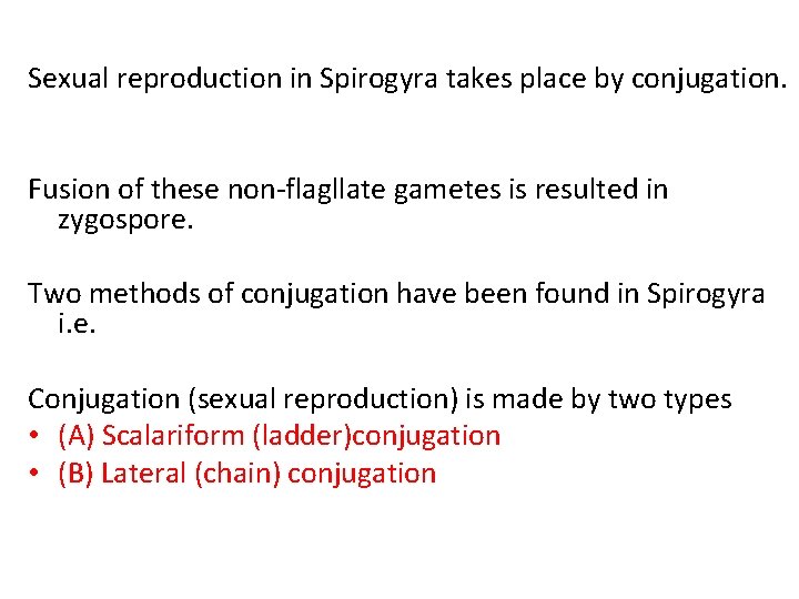 Sexual reproduction in Spirogyra takes place by conjugation. Fusion of these non-flagllate gametes is