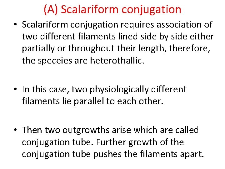(A) Scalariform conjugation • Scalariform conjugation requires association of two different filaments lined side