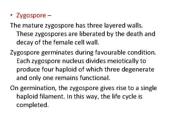  • Zygospore – The mature zygospore has three layered walls. These zygospores are