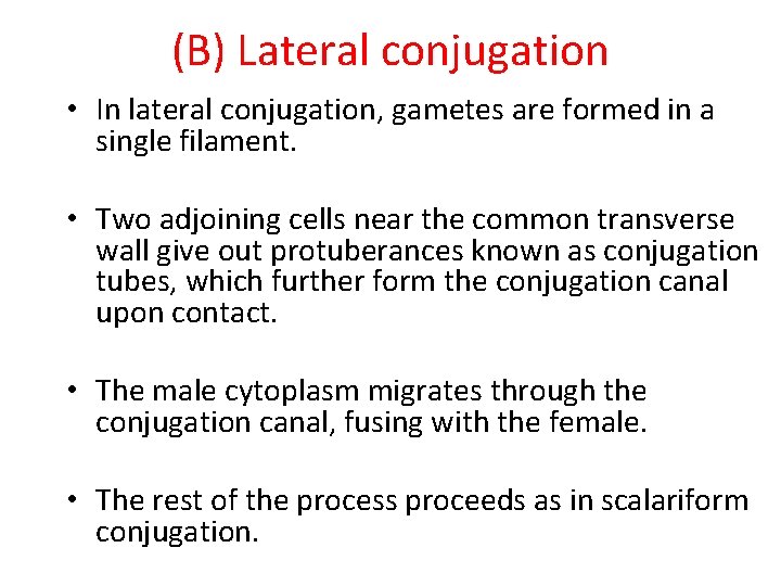 (B) Lateral conjugation • In lateral conjugation, gametes are formed in a single filament.