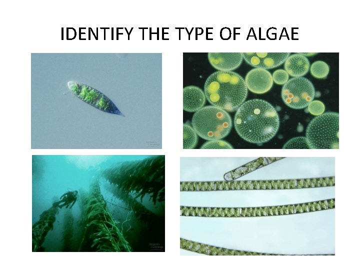 IDENTIFY THE TYPE OF ALGAE 
