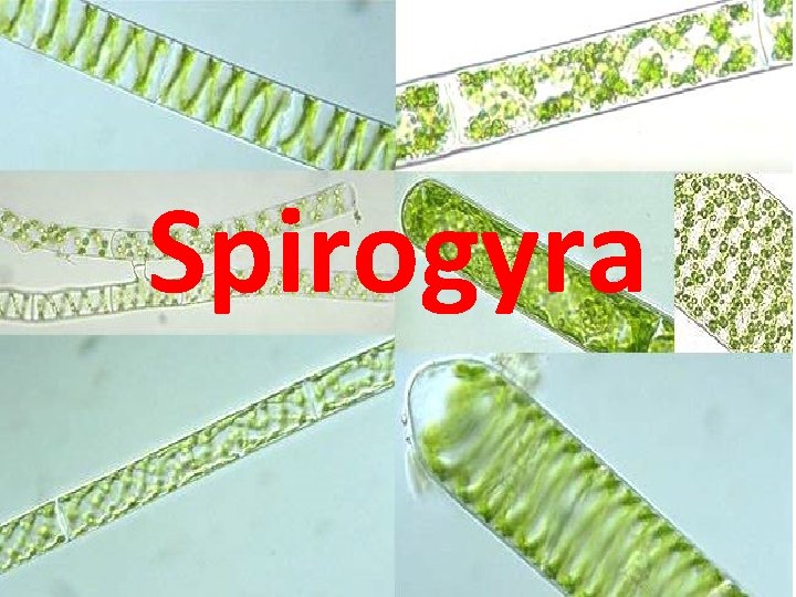 Spirogyra 