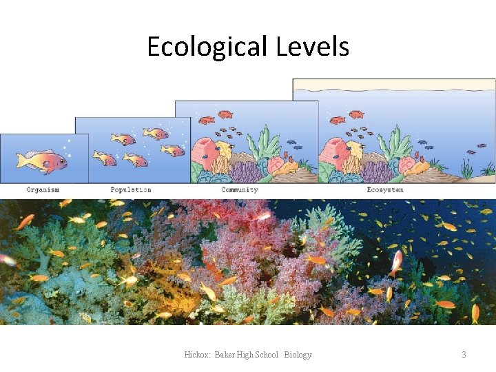 Ecological Levels Hickox: Baker High School Biology 3 