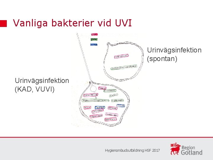 Vanliga bakterier vid UVI Urinvägsinfektion (spontan) Urinvägsinfektion (KAD, VUVI) Hygienombudsutbildning HSF 2017 