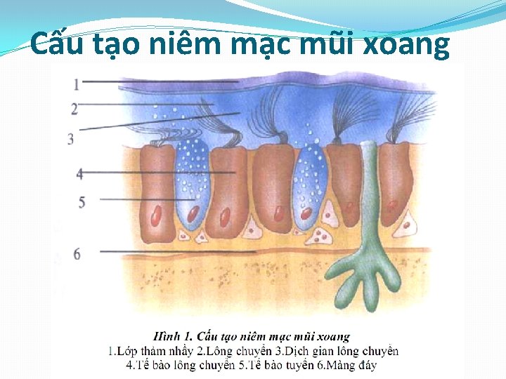 Cấu tạo niêm mạc mũi xoang 