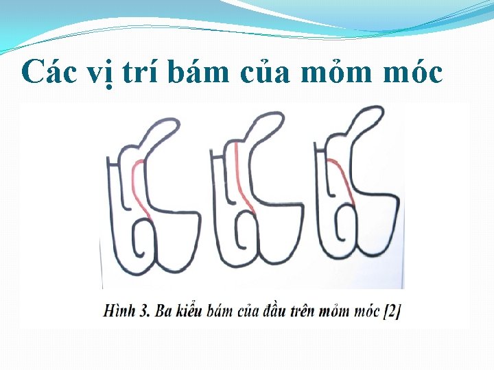 Các vị trí bám của mỏm móc 