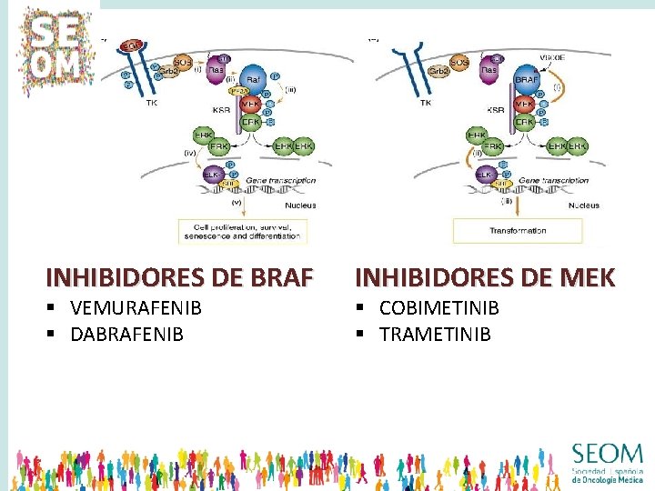 INHIBIDORES DE BRAF § VEMURAFENIB § DABRAFENIB INHIBIDORES DE MEK § COBIMETINIB § TRAMETINIB