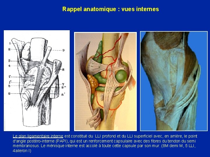 Rappel anatomique : vues internes Le plan ligamentaire interne est constitué du LLI profond