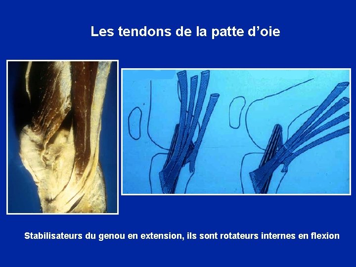 Les tendons de la patte d’oie Stabilisateurs du genou en extension, ils sont rotateurs