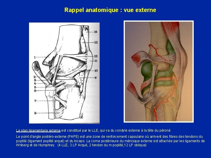 Rappel anatomique : vue externe Le plan ligamentaire externe est constitué par le LLE,