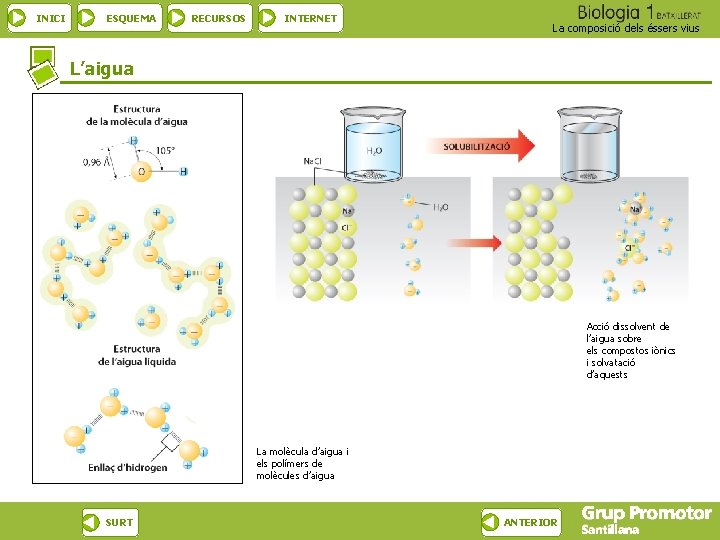 INICI ESQUEMA RECURSOS INTERNET La composició dels éssers vius L’aigua Acció dissolvent de l’aigua