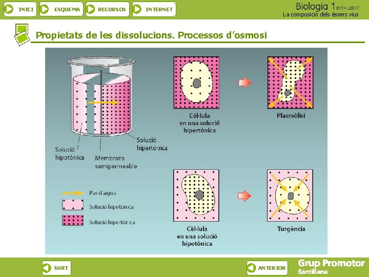 INICI ESQUEMA RECURSOS INTERNET La composició dels éssers vius Propietats de les dissolucions. Processos