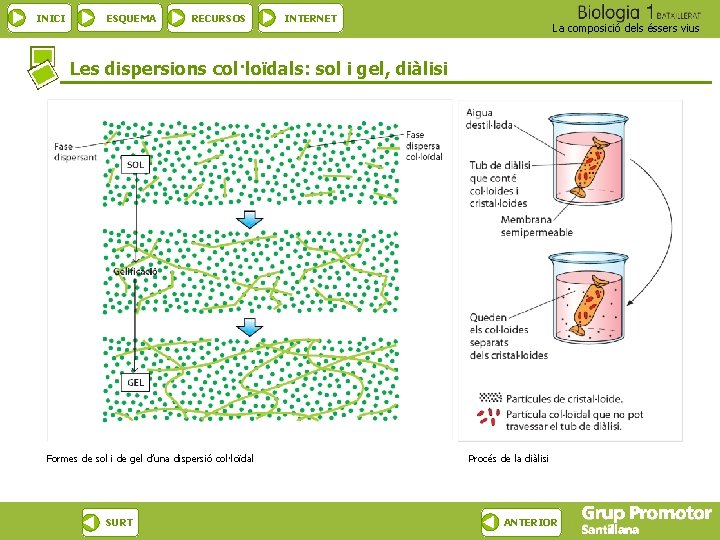 INICI ESQUEMA RECURSOS INTERNET La composició dels éssers vius Les dispersions col·loïdals: sol i