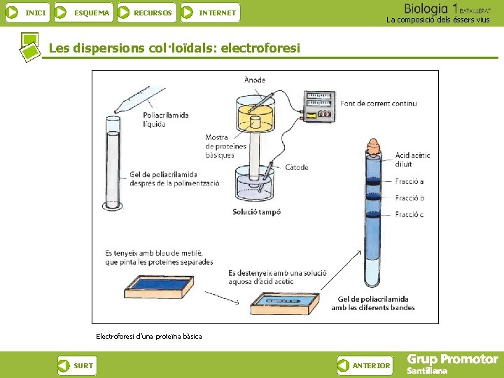 INICI ESQUEMA RECURSOS INTERNET La composició dels éssers vius Les dispersions col·loïdals: electroforesi Electroforesi