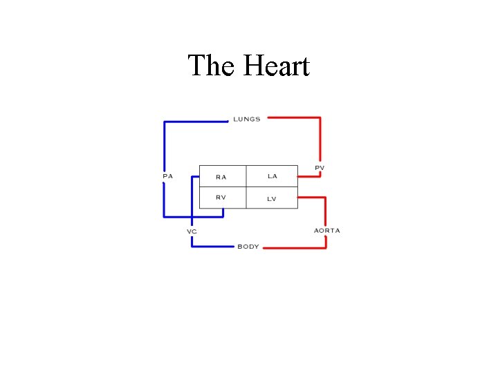 The Heart 