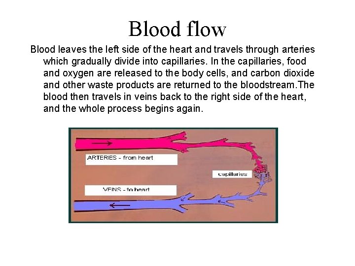 Blood flow Blood leaves the left side of the heart and travels through arteries