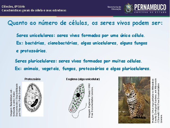 Ciências, 8º Série Características gerais da célula e suas estruturas Quanto ao número de