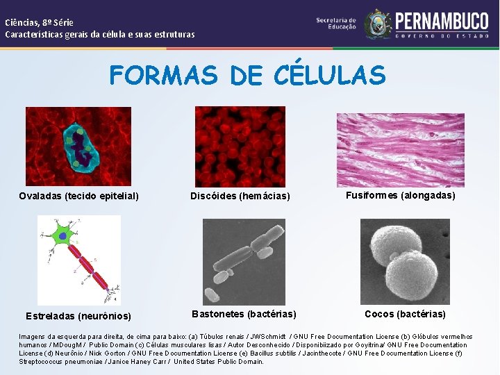Ciências, 8º Série Características gerais da célula e suas estruturas FORMAS DE CÉLULAS Ovaladas
