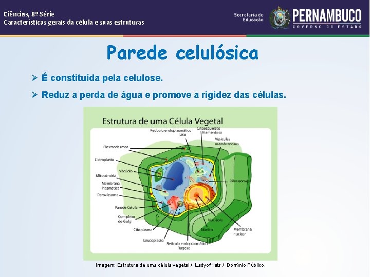 Ciências, 8º Série Características gerais da célula e suas estruturas Parede celulósica Ø É