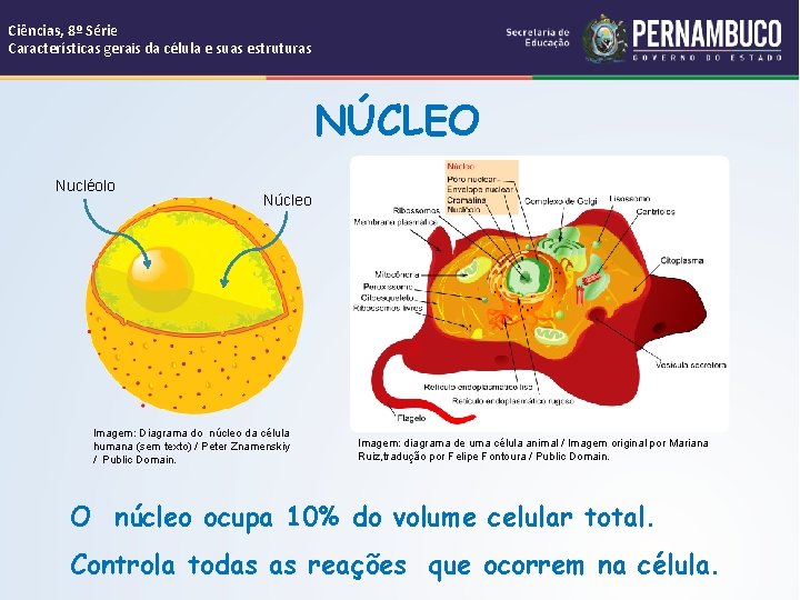 Ciências, 8º Série Características gerais da célula e suas estruturas NÚCLEO Nucléolo Núcleo Imagem: