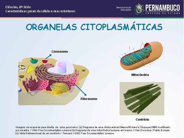 Ciências, 8º Série Características gerais da célula e suas estruturas ORGANELAS CITOPLASMÁTICAS Lisossomo Mitocôndria