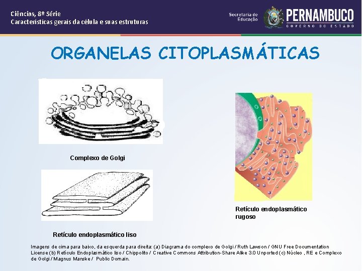 Ciências, 8º Série Características gerais da célula e suas estruturas ORGANELAS CITOPLASMÁTICAS Complexo de