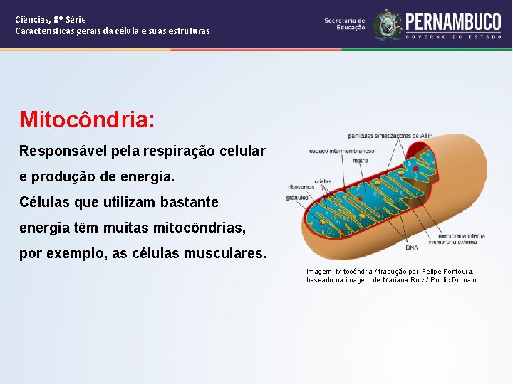 Ciências, 8º Série Características gerais da célula e suas estruturas Mitocôndria: Responsável pela respiração