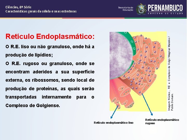 Retículo Endoplasmático: O R. E. liso ou não granuloso, onde há a produção de