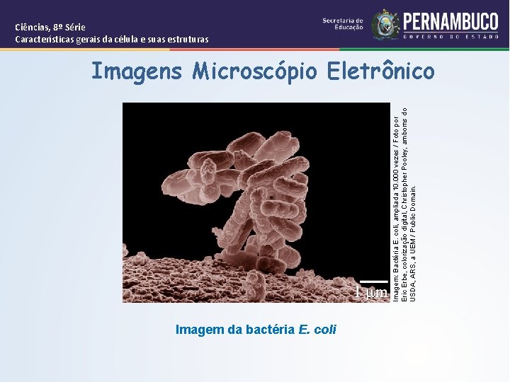 Imagem: Bactéria E. coli, ampliada 10. 000 vezes / Foto por Eric Erbe, colorização
