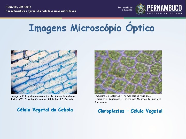 Ciências, 8º Série Características gerais da célula e suas estruturas Imagens Microscópio Óptico Imagem:
