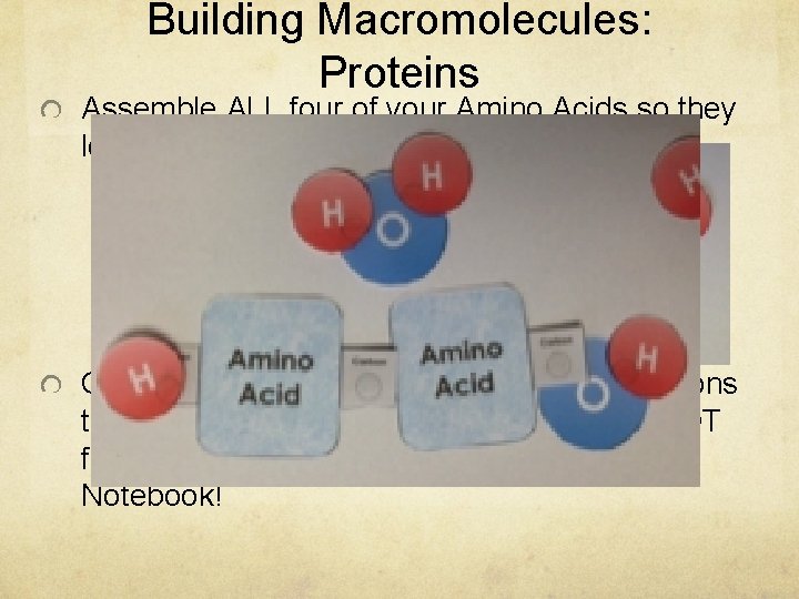 Building Macromolecules: Proteins Assemble ALL four of your Amino Acids so they look like