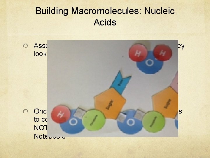 Building Macromolecules: Nucleic Acids Assemble ALL four of your Nucleic Acids so they look