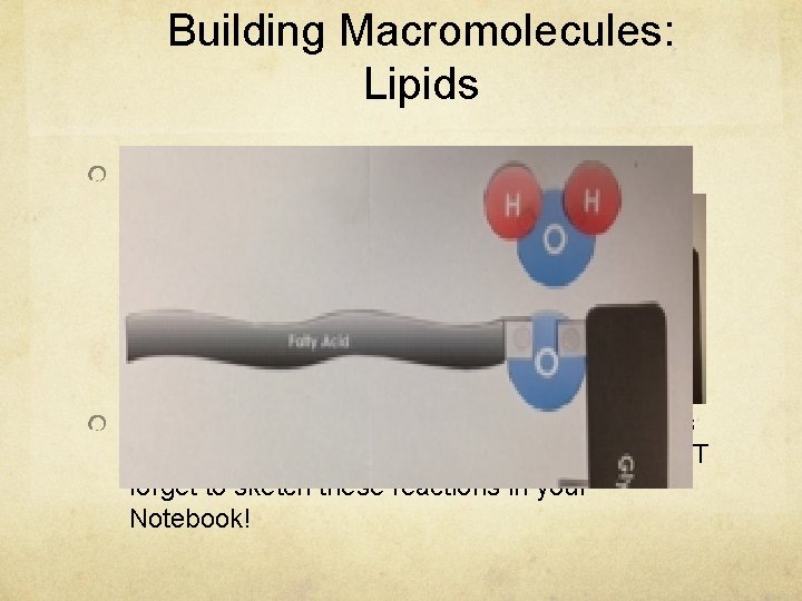 Building Macromolecules: Lipids Assemble ALL four of your Fatty Acids so they look like