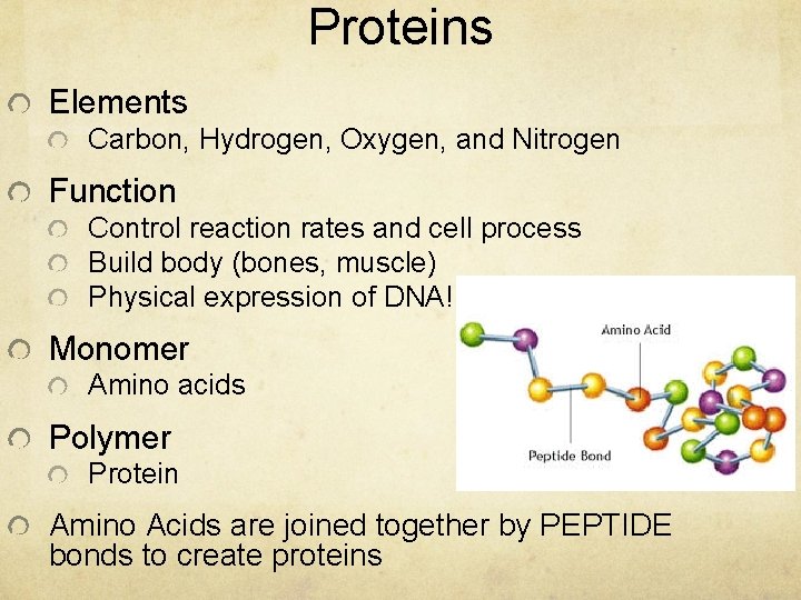 Proteins Elements Carbon, Hydrogen, Oxygen, and Nitrogen Function Control reaction rates and cell process