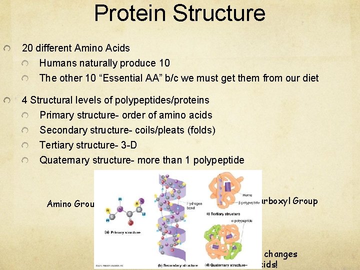 Protein Structure 20 different Amino Acids Humans naturally produce 10 The other 10 “Essential