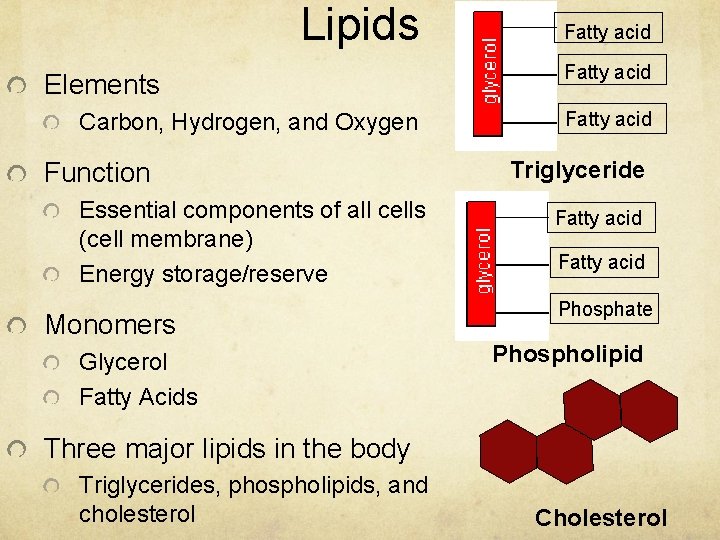 Lipids Elements Carbon, Hydrogen, and Oxygen Function Essential components of all cells (cell membrane)