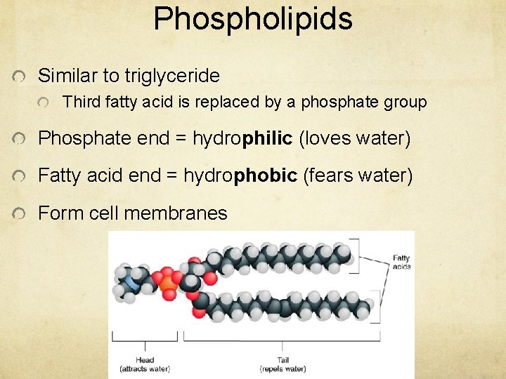 Phospholipids Similar to triglyceride Third fatty acid is replaced by a phosphate group Phosphate