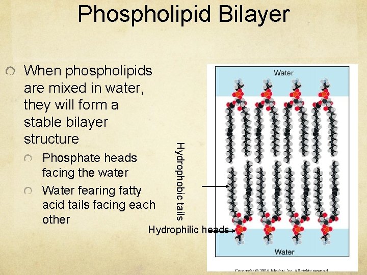 Phospholipid Bilayer Phosphate heads facing the water Water fearing fatty acid tails facing each