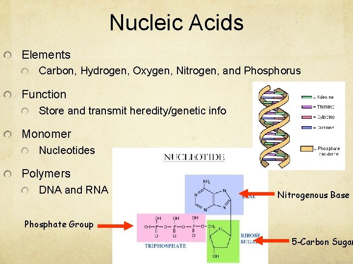 Nucleic Acids Elements Carbon, Hydrogen, Oxygen, Nitrogen, and Phosphorus Function Store and transmit heredity/genetic