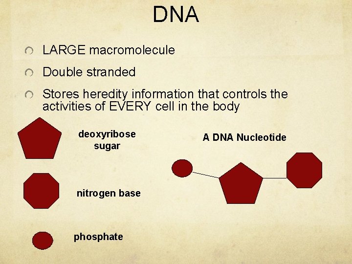 DNA LARGE macromolecule Double stranded Stores heredity information that controls the activities of EVERY