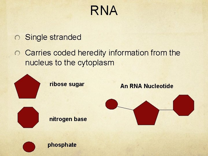 RNA Single stranded Carries coded heredity information from the nucleus to the cytoplasm ribose