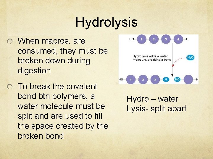 Hydrolysis When macros. are consumed, they must be broken down during digestion To break