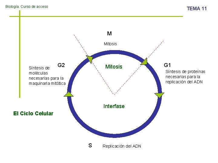 Biología. Curso de acceso TEMA 11 M Mitosis G 2 Mitosis Síntesis de moléculas