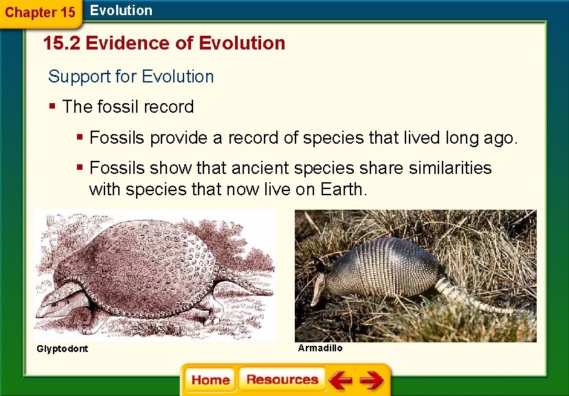 Chapter 15 Evolution 15. 2 Evidence of Evolution Support for Evolution § The fossil