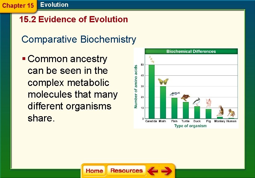 Chapter 15 Evolution 15. 2 Evidence of Evolution Comparative Biochemistry § Common ancestry can