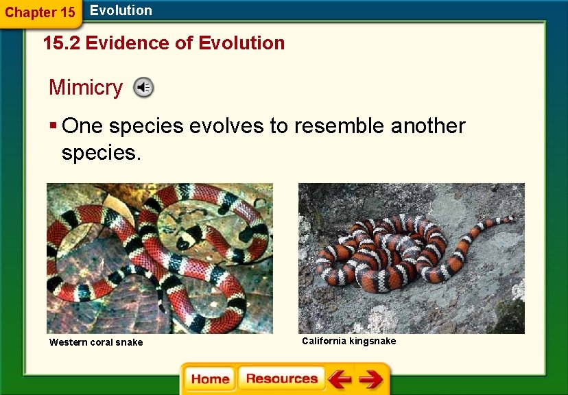 Chapter 15 Evolution 15. 2 Evidence of Evolution Mimicry § One species evolves to